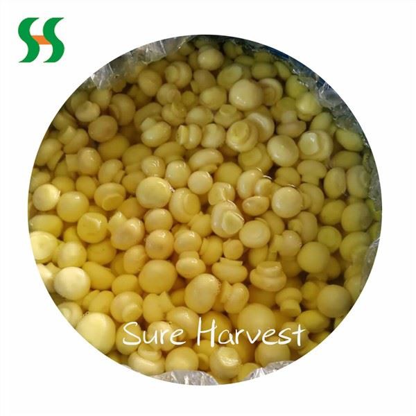 드럼의 SO2에 소금에 절인 전체 버섯