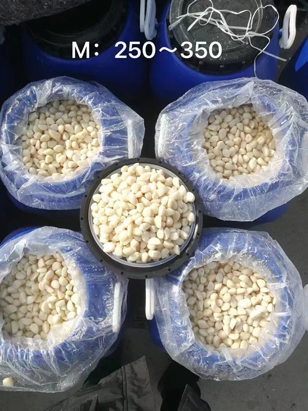 배럴에 담긴 소금물에 담긴 중국 마늘